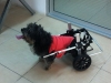 VetGurkan; kedi - köpek tekerlekli sandalye yürüteç