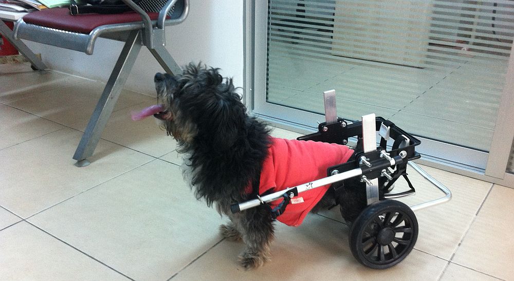 VetGurkan; kedi - köpek tekerlekli sandalye yürüteç